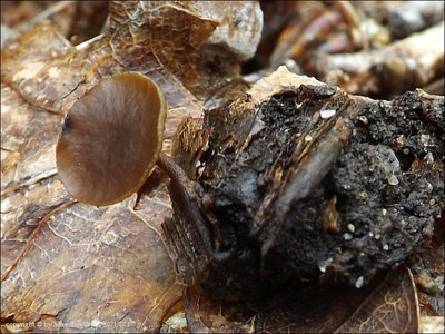 Rutstroemia echinophila