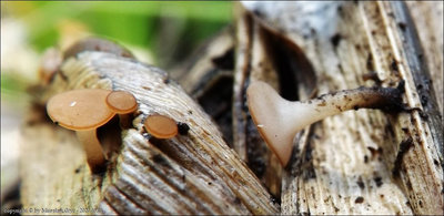 Rutstroemia henningsiana