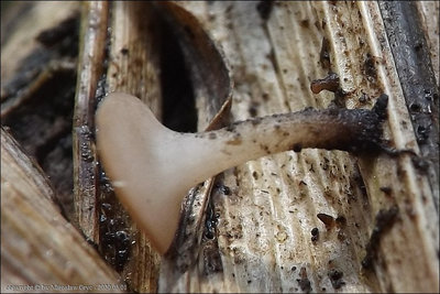 Rutstroemia henningsiana