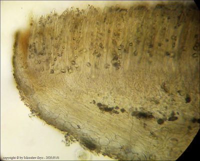 Rutstroemia henningsiana