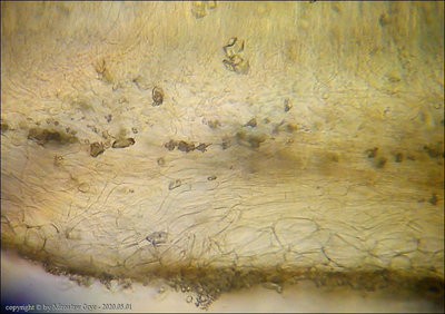 Rutstroemia henningsiana