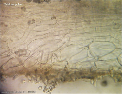 Rutstroemia henningsiana