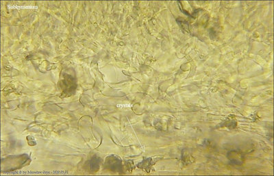 Rutstroemia henningsiana
