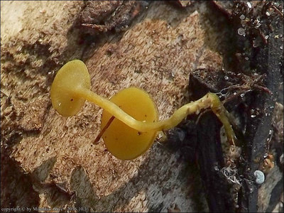 Rutstroemia luteovirescens