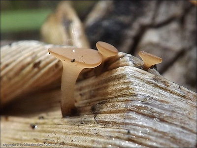 Rutstroemia paludosa