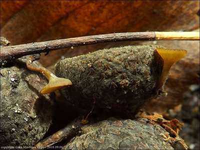 Rutstroemia sydowiana