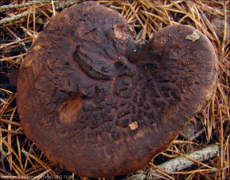 sarniak sosnowy - zdjęcie główne