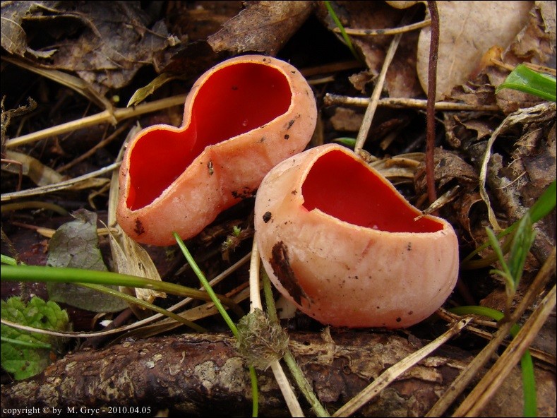 czarka austriacka - zdjęcie główne