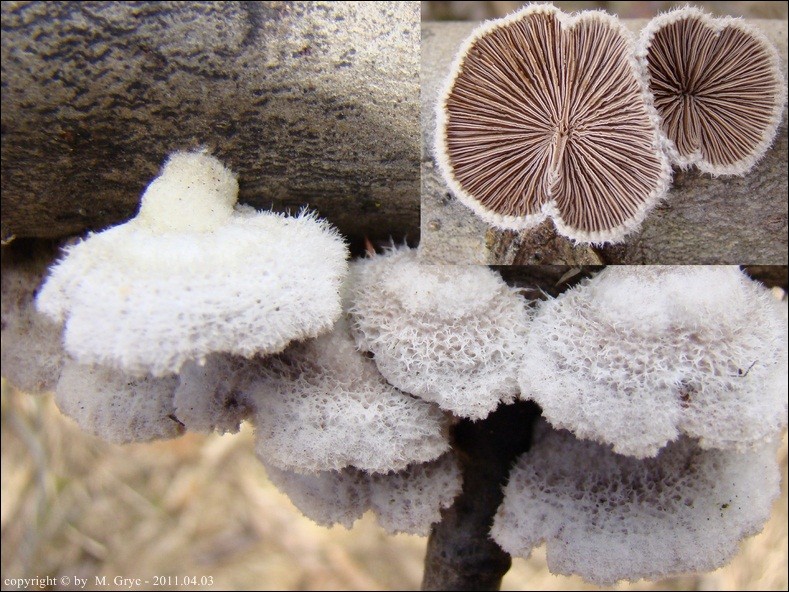 rozszczepka pospolita - zdjęcie główne