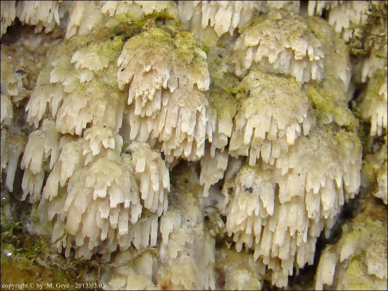 drewniczka różnopora - zdjęcie główne