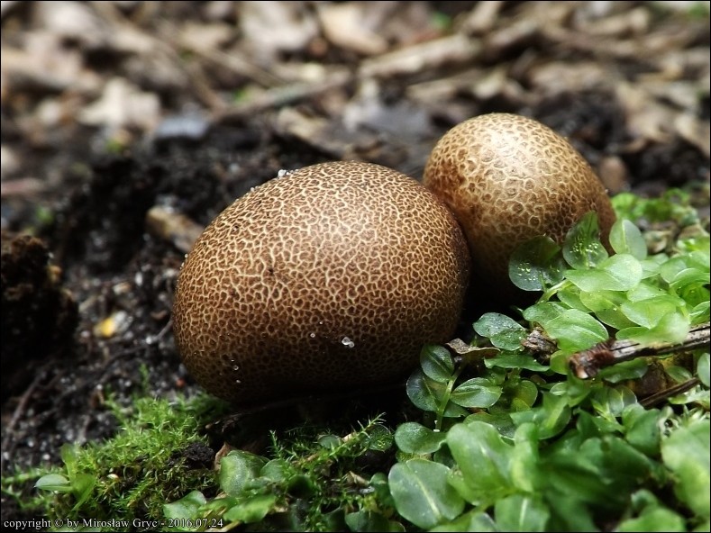 tęgoskór lamparci - zdjęcie główne