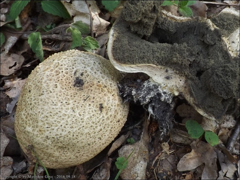 tęgoskór cytrynowy - zdjęcie główne