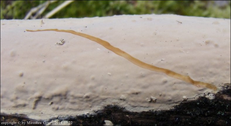 skórówka kulistozarodnikowa - zdjęcie główne