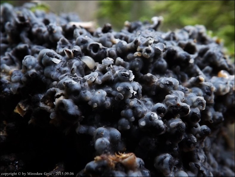 łojek naziemny - zdjęcie główne