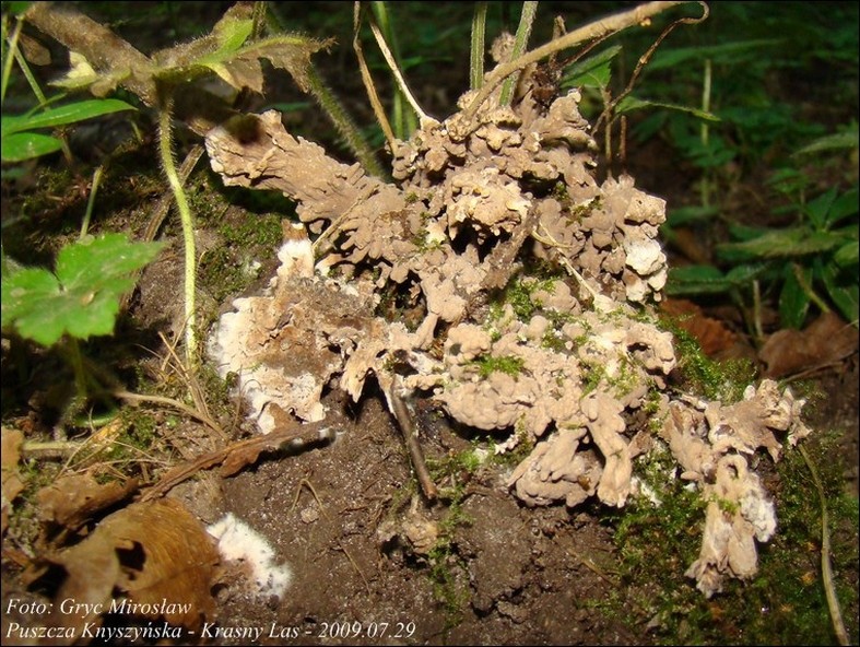 łojek bezkształtny - zdjęcie główne