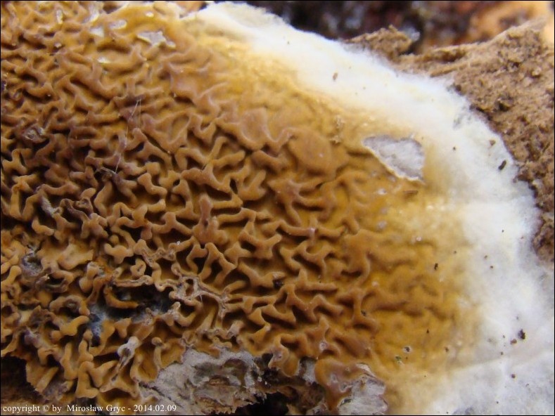 stroczek leśny - zdjęcie główne