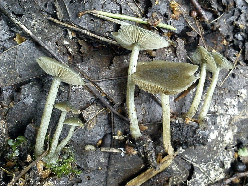 ciemnoboczniak bukowy - zdjęcie główne