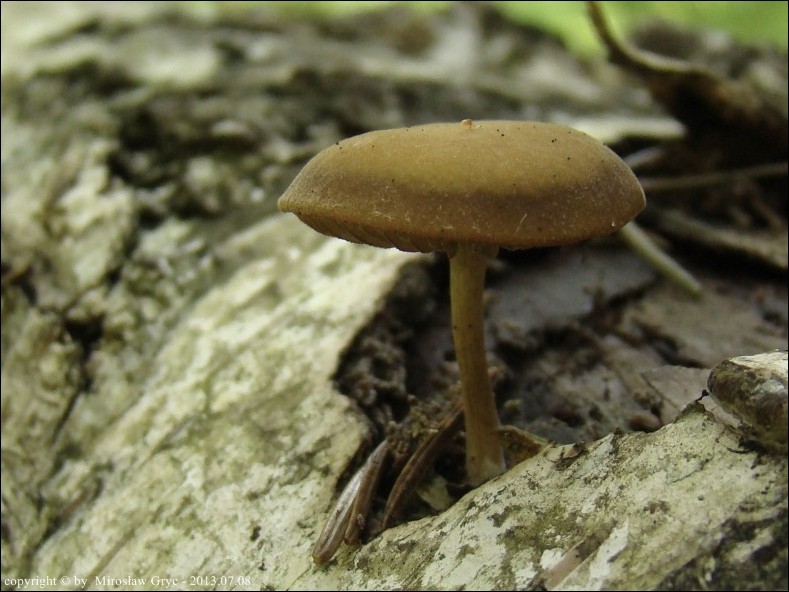 ciemnoboczniak pachnący - zdjęcie główne