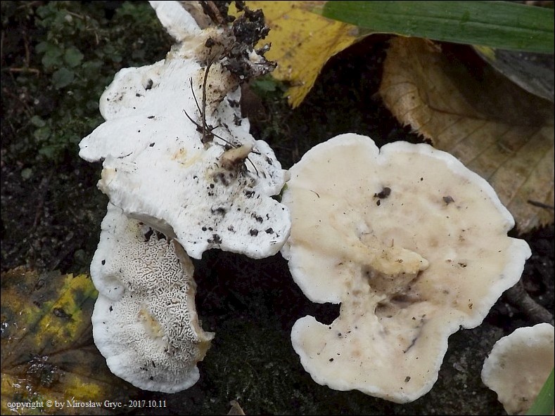 wielozarodniczka kapeluszowa - zdjęcie główne