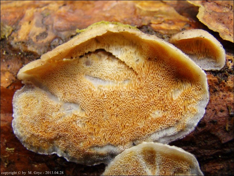 szkieletnica pomarańczowa - zdjęcie główne