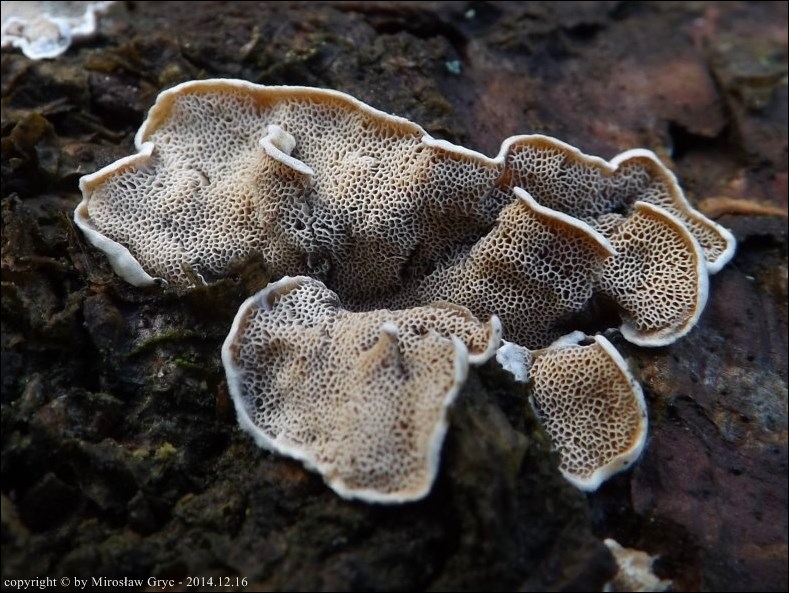 szkieletnica różowoszara - zdjęcie główne