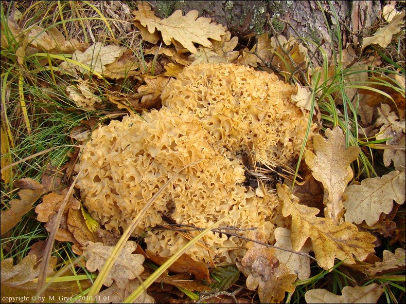 siedzuń sosnowy - zdjęcie główne