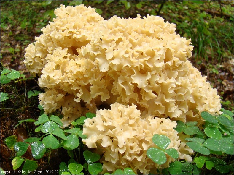 siedzuń dębowy - zdjęcie główne