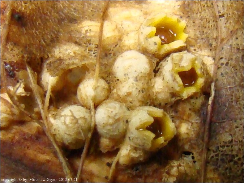 strzykacz gwiazdkowaty - zdjęcie główne