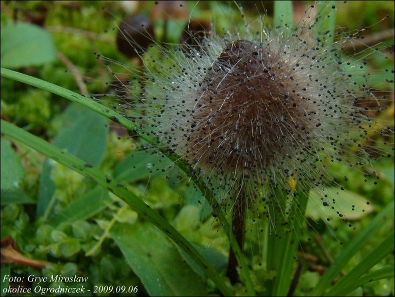 szpileczka czerniejąca - zdjęcie główne