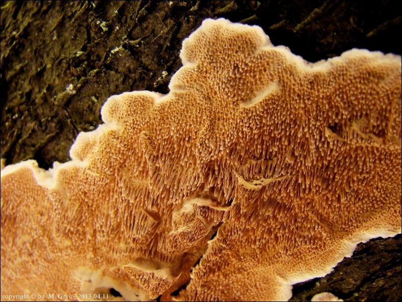 parokolczak kulistozarodnikowy - zdjęcie główne