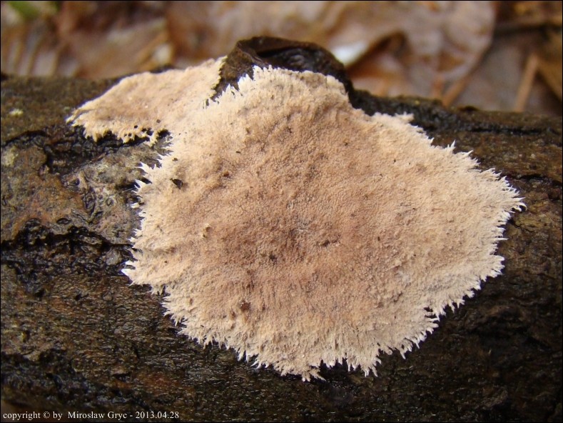 ząbkowiec strzępiasty - zdjęcie główne