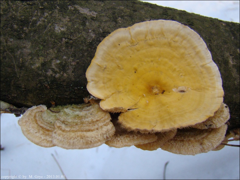 skórnik szorstki - zdjęcie główne