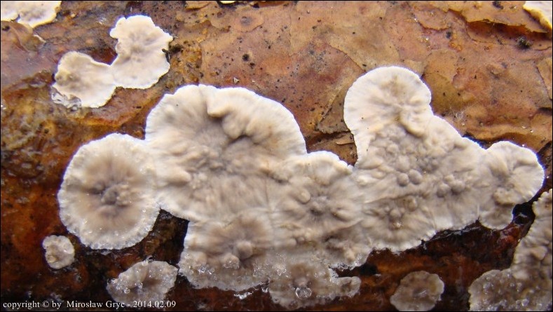 skórnik szorstki - zdjęcie główne