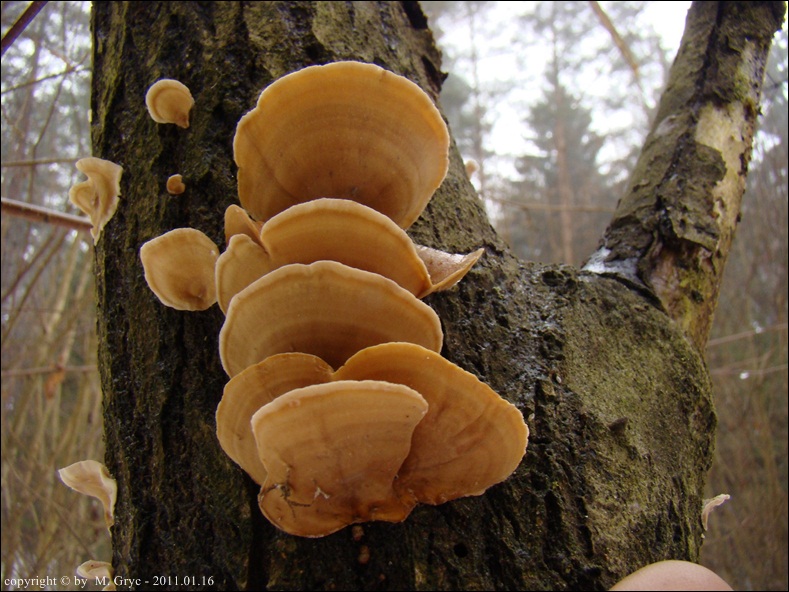skórnik aksamitny - zdjęcie główne