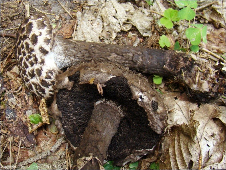 szyszkowiec łuskowaty - zdjęcie główne