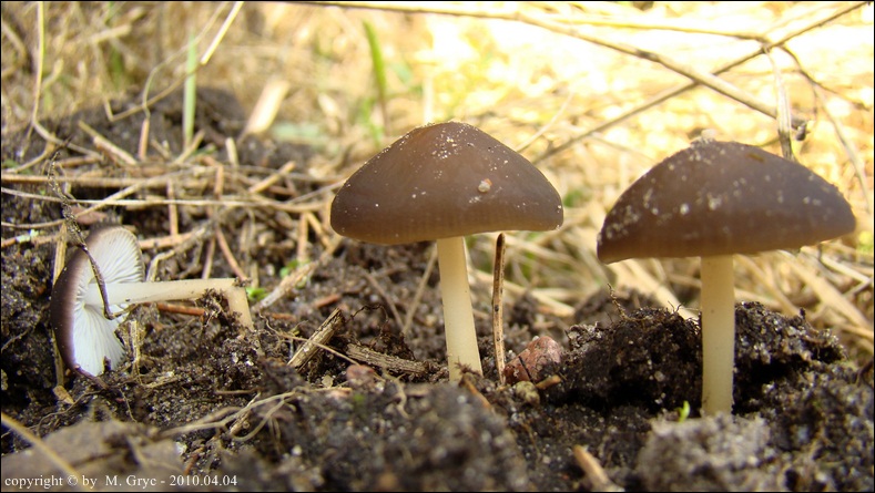 szyszkówka świerkowa - zdjęcie główne