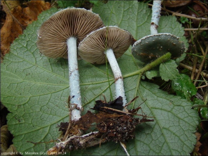 łysiczka niebieskawa - zdjęcie główne