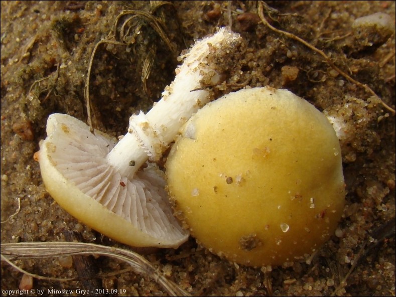 łysiczka murawowa - zdjęcie główne