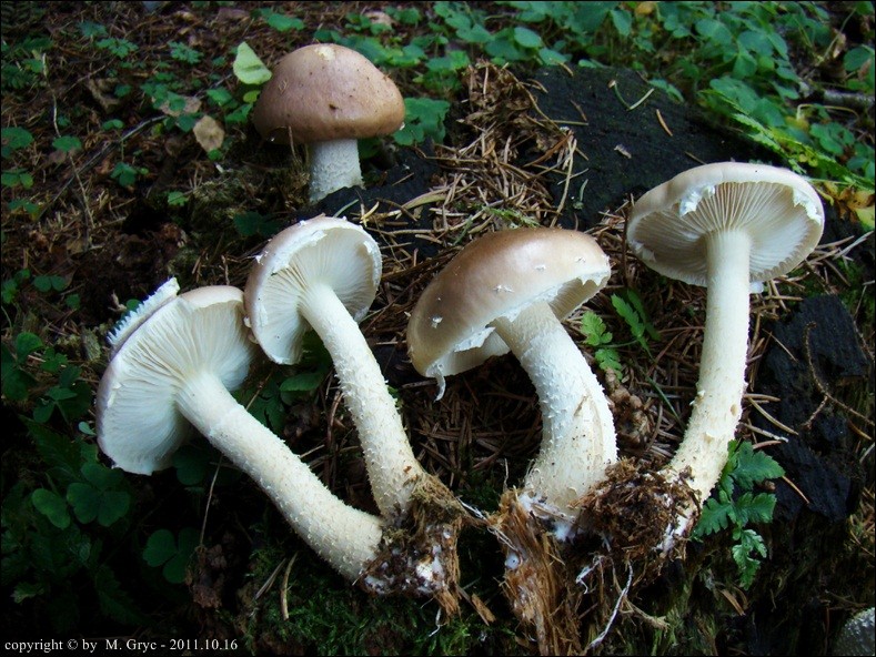 łysiczka okazała - zdjęcie główne