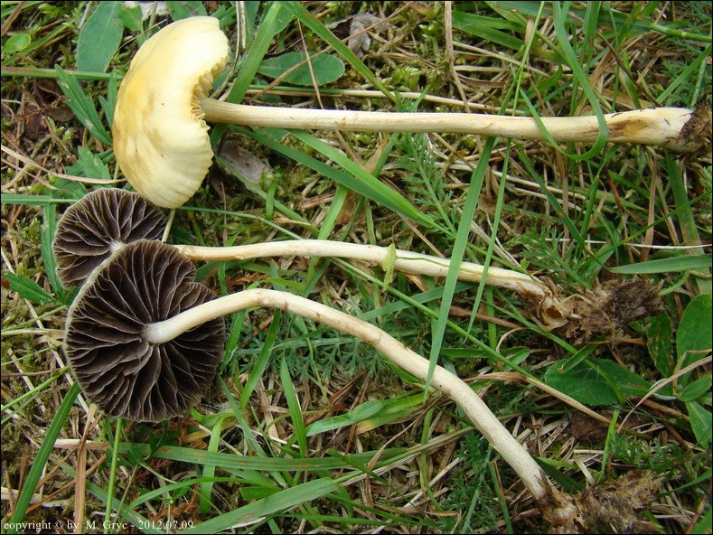 łysiczka łajnowa - zdjęcie główne