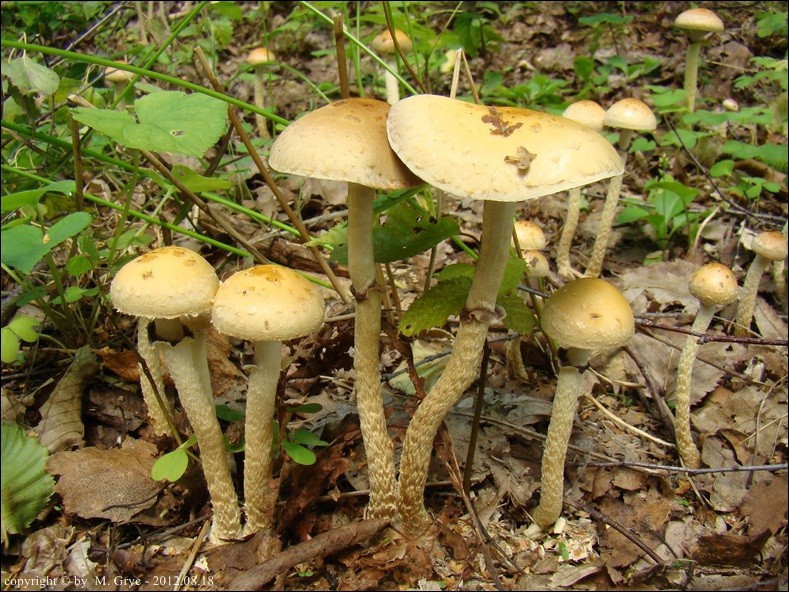 łysiczka łuskowata - zdjęcie główne