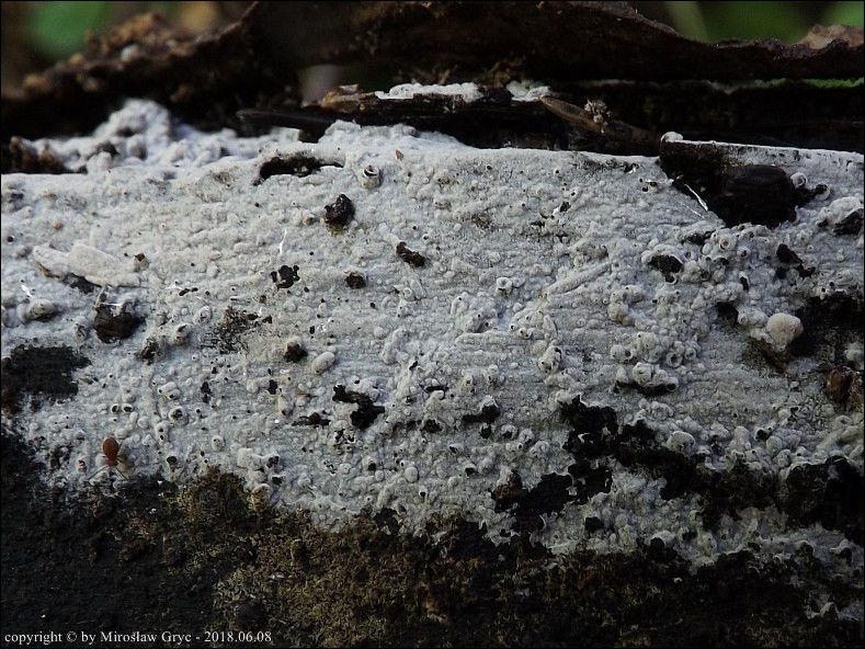 szydłowniczek długozarodnikowy - zdjęcie główne