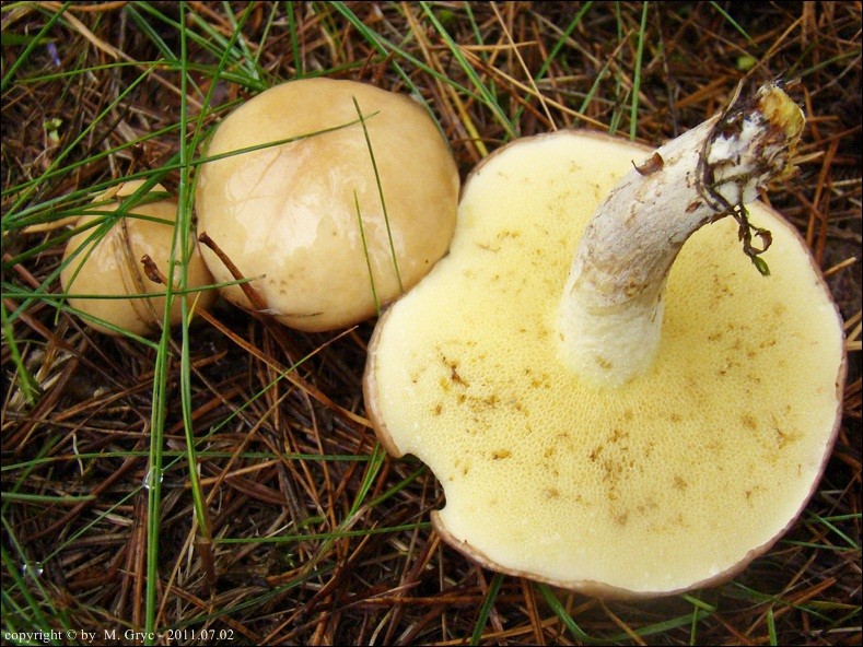 maślak ziarnisty - zdjęcie główne