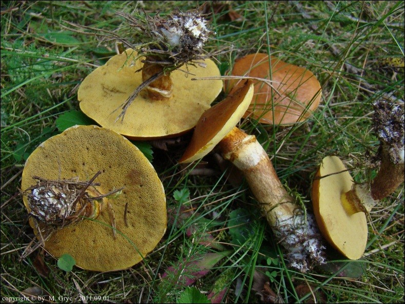 maślak zółty - zdjęcie główne