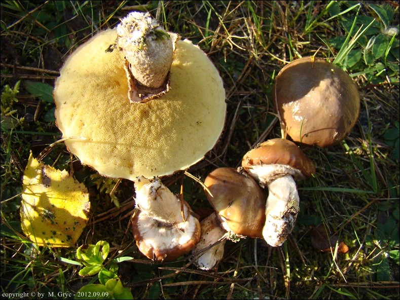 maślak zwyczajny - zdjęcie główne