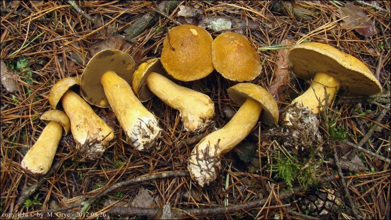 maślak pstry - zdjęcie główne