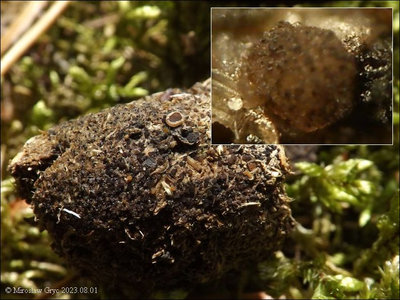 Saccobolus depauperatus