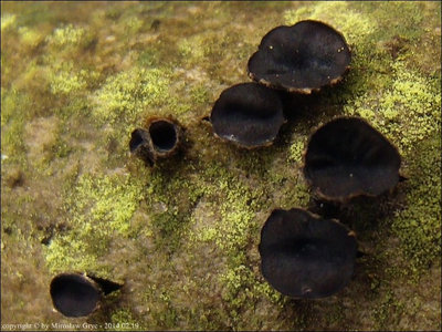 Sclerencoelia fraxinicola