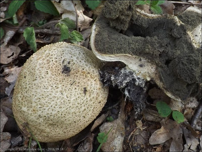 Scleroderma citrinum