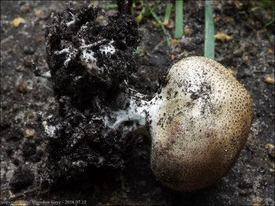 Scleroderma verrucosum